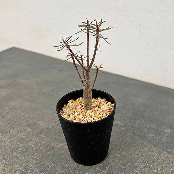 ユーフォルビア：バルサミフェラ　2.5号鉢植え