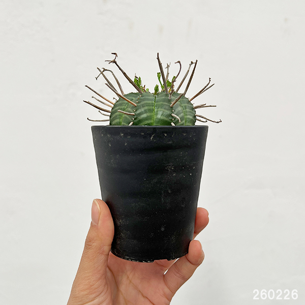 ユーフォルビア:バリダ(実生・特選株) 3号鉢植え