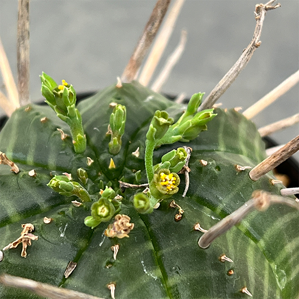ユーフォルビア:バリダ(実生・特選株) 3号鉢植え