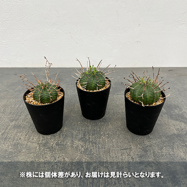 ユーフォルビア:バリダ(実生・特選株) 3号鉢植え