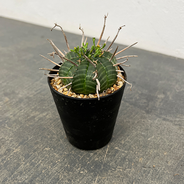 ユーフォルビア:バリダ(実生・特選株) 3号鉢植え