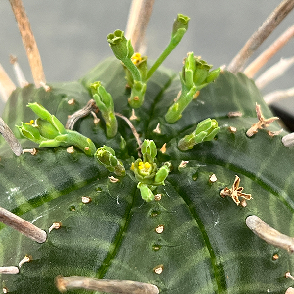 ユーフォルビア:バリダ(実生・特選株) 3号鉢植え