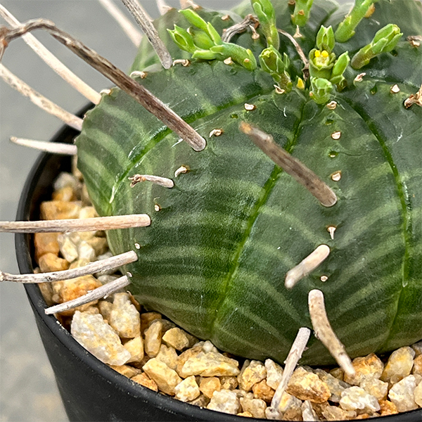 ユーフォルビア:バリダ(実生・特選株) 3号鉢植え