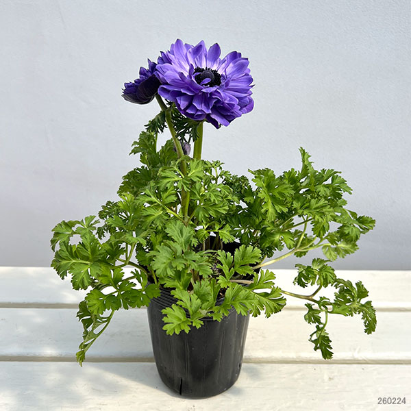 アネモネ【極-KIWAMI-】:ポルトダブル ブルー3.5号ロングポット