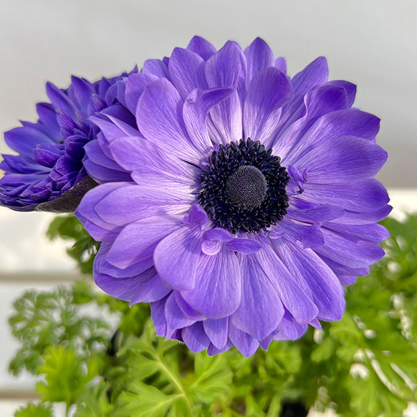 アネモネ【極-KIWAMI-】:ポルトダブル ブルー3.5号ロングポット