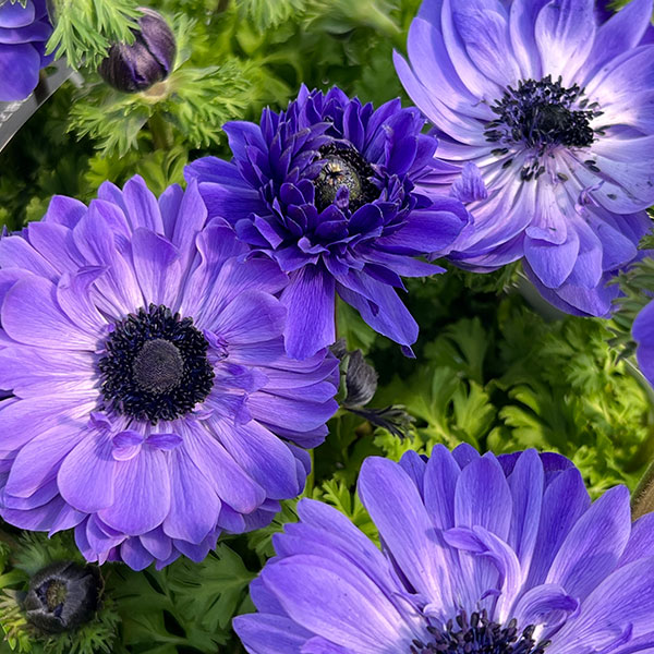 アネモネ【極-KIWAMI-】:ポルトダブル ブルー3.5号ロングポット