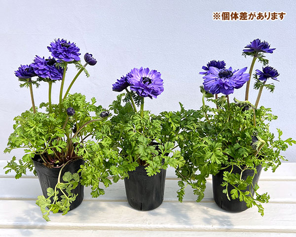 アネモネ【極-KIWAMI-】:ポルトダブル ブルー3.5号ロングポット