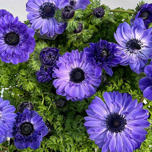 アネモネ【極-KIWAMI-】:ポルトダブル ブルー3.5号ロングポット