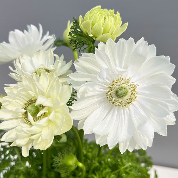 アネモネ【極-KIWAMI-】:ポルトダブル ホワイト3.5号ロングポット