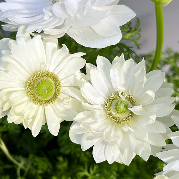 アネモネ【極-KIWAMI-】:ポルトダブル ホワイト3.5号ロングポット