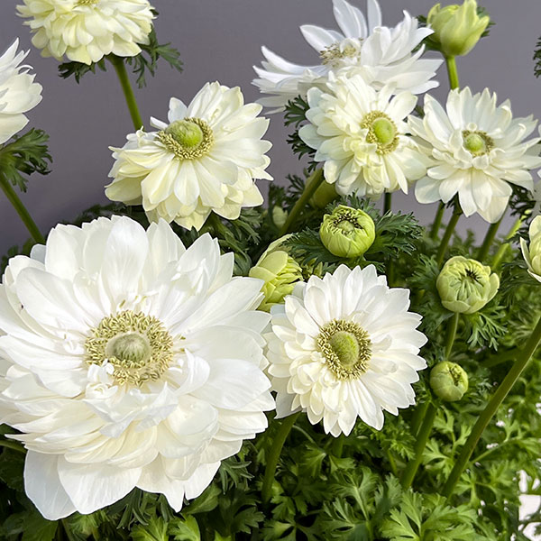 アネモネ【極-KIWAMI-】:ポルトダブル ホワイト3.5号ロングポット