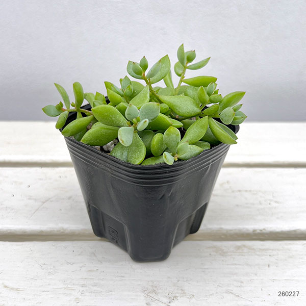 コチレドン：ペンデンス　3号ポット