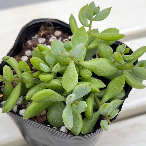 コチレドン：ペンデンス　3号ポット