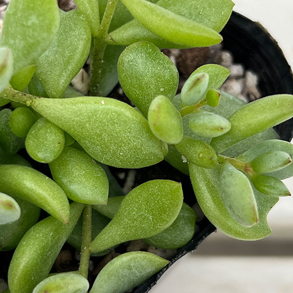 コチレドン：ペンデンス　3号ポット