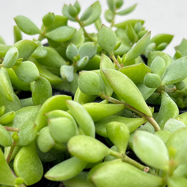 コチレドン：ペンデンス　3号ポット