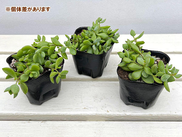 コチレドン：ペンデンス　3号ポット