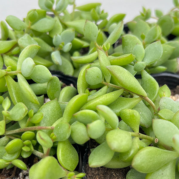 コチレドン：ペンデンス　3号ポット