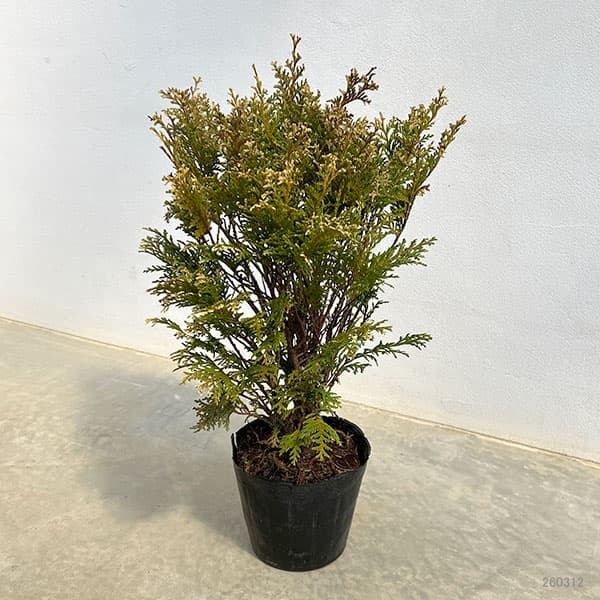 コニファー：グロボーサバリエガータ5号ポット