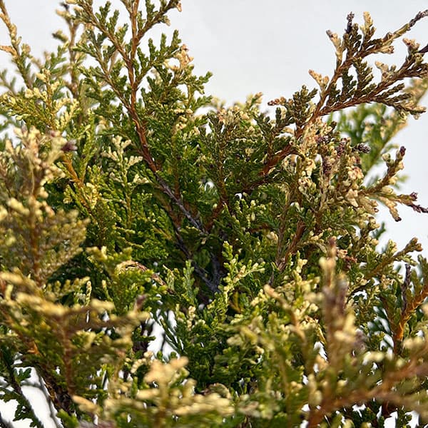 コニファー：グロボーサバリエガータ5号ポット