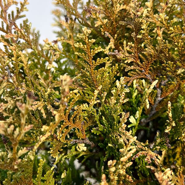 コニファー：グロボーサバリエガータ5号ポット