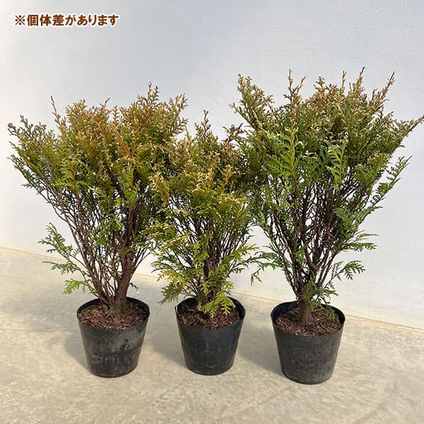 コニファー：グロボーサバリエガータ5号ポット