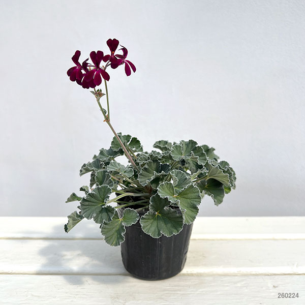 ペラルゴニウム：シドイデス イングランドバイオレット3-3.5号ポット
