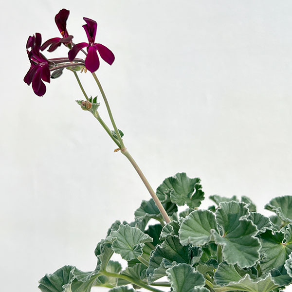 ペラルゴニウム：シドイデス イングランドバイオレット3-3.5号ポット