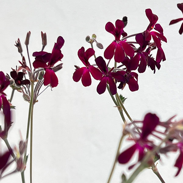 ペラルゴニウム：シドイデス イングランドバイオレット3-3.5号ポット