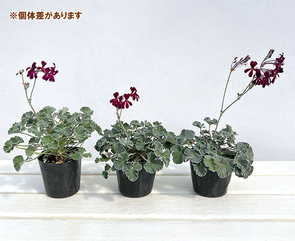 ペラルゴニウム：シドイデス イングランドバイオレット3-3.5号ポット