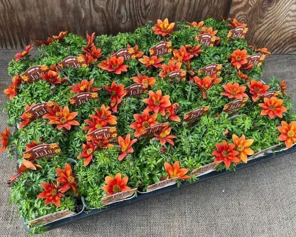 ビデンス：JuJu（ジュジュ）ブラッドオレンシ3.5号ポット