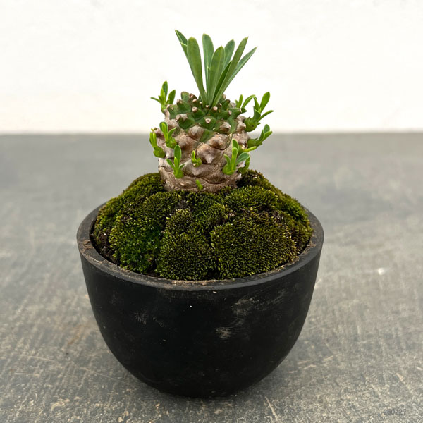 ユーフォルビア:ガビザン 2.5号盆栽風仕立て
