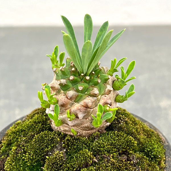 ユーフォルビア:ガビザン 2.5号盆栽風仕立て