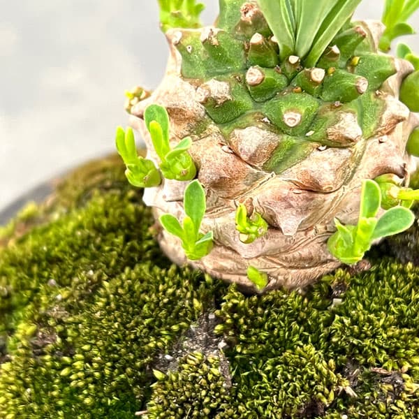 ユーフォルビア:ガビザン 2.5号盆栽風仕立て