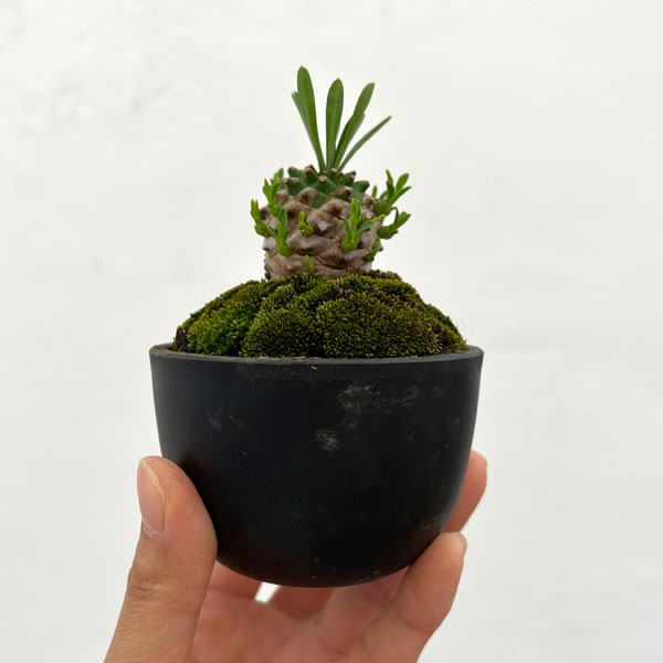 ユーフォルビア:ガビザン 2.5号盆栽風仕立て