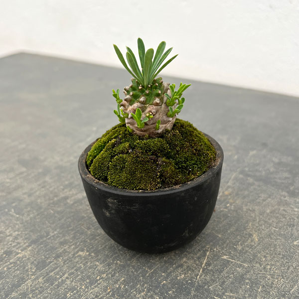 ユーフォルビア:ガビザン 2.5号盆栽風仕立て
