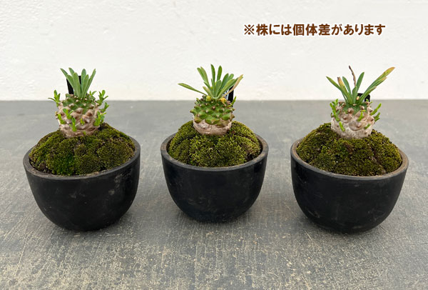 ユーフォルビア:ガビザン 2.5号盆栽風仕立て