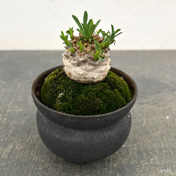 ユーフォルビア:ガビザン 3号盆栽風仕立て