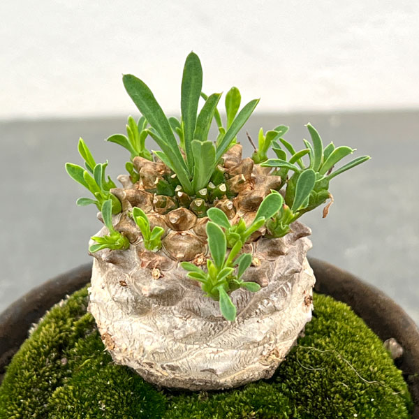 ユーフォルビア:ガビザン 3号盆栽風仕立て