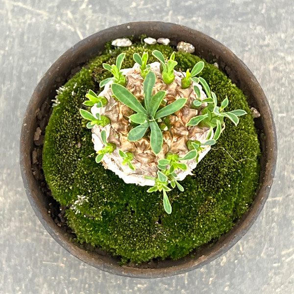 ユーフォルビア:ガビザン 3号盆栽風仕立て