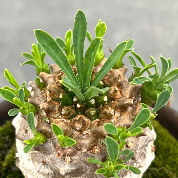 ユーフォルビア:ガビザン 3号盆栽風仕立て