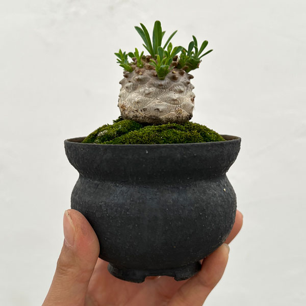 ユーフォルビア:ガビザン 3号盆栽風仕立て