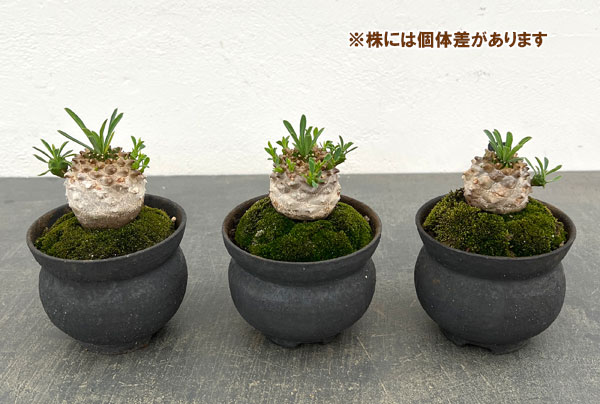 ユーフォルビア:ガビザン 3号盆栽風仕立て