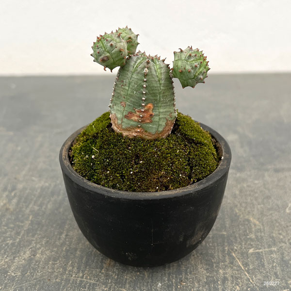 ユーフォルビア:オベサ梵天 2.5号盆栽風仕立て26-01