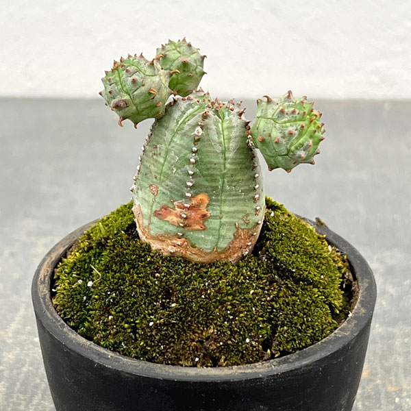 ユーフォルビア:オベサ梵天 2.5号盆栽風仕立て26-01