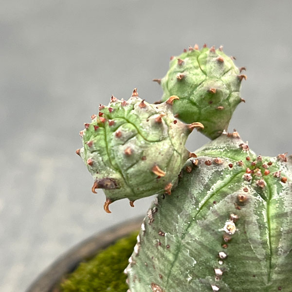 ユーフォルビア:オベサ梵天 2.5号盆栽風仕立て26-01