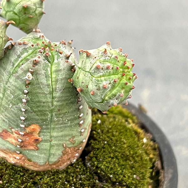 ユーフォルビア:オベサ梵天 2.5号盆栽風仕立て26-01