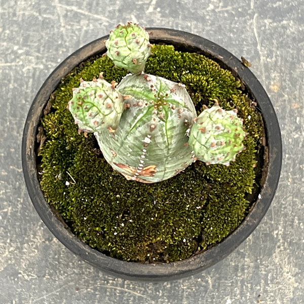 ユーフォルビア:オベサ梵天 2.5号盆栽風仕立て26-01