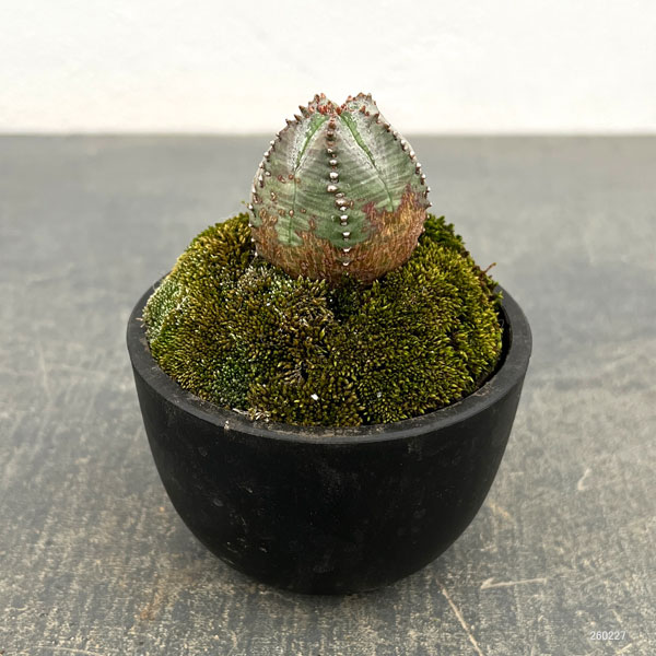 ユーフォルビア:オベサ梵天 2.5号盆栽風仕立て26-02