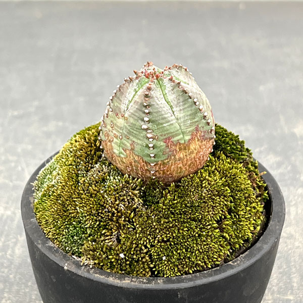 ユーフォルビア:オベサ梵天 2.5号盆栽風仕立て26-02