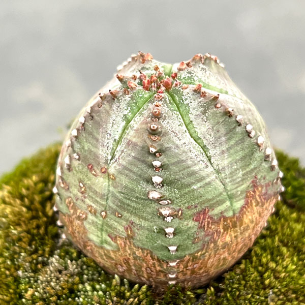 ユーフォルビア:オベサ梵天 2.5号盆栽風仕立て26-02